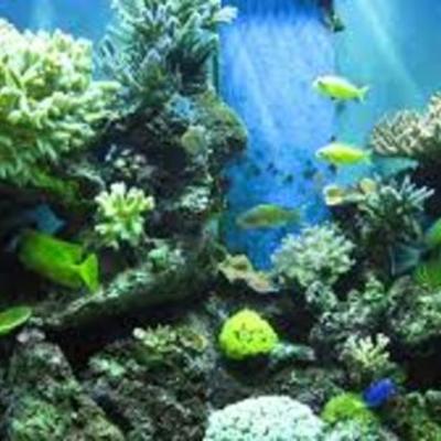 Timeline: principales avances de la hidrobiología o limnología a nivel mundial y en Colombia.