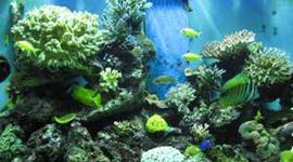 Timeline: principales avances de la hidrobiología o limnología a nivel mundial y en Colombia.