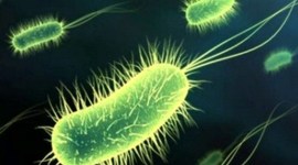 Timeline: Las Bacterias