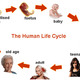 Stages of human life  its a neverending circle