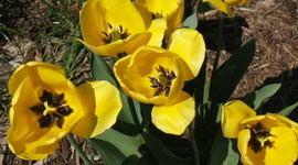 Timeline: My Careers