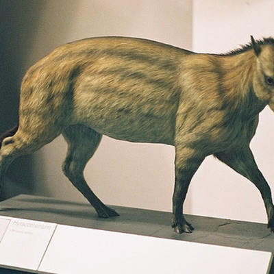 Timeline: evolución