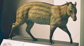 Timeline: evolución