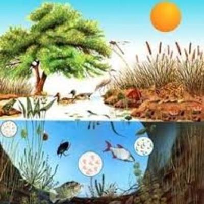Timeline: La Historia de la Ecología.