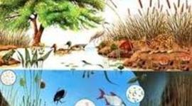 Timeline: La Historia de la Ecología.