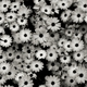 Black and white flowers