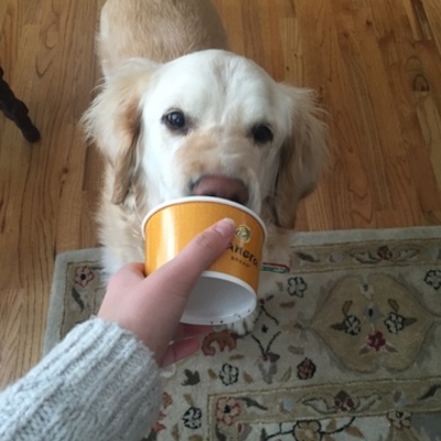 Timeline: This is my dog. Her name is Betsie.