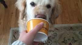 Timeline: This is my dog. Her name is Betsie.