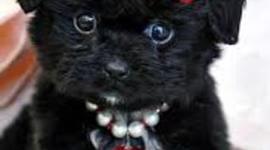 Timeline: Mackenzie Bennets