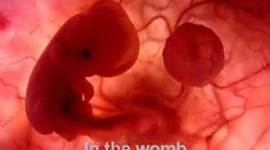 Timeline: Fetal Development, Clovis Ledgister