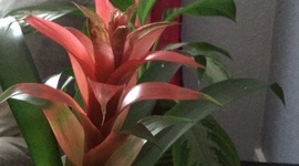 Timeline: Timeline Final Project