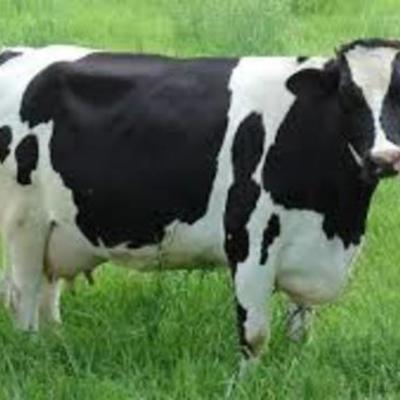 Timeline: Historia de las Vacas Locas