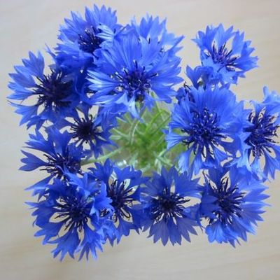 Timeline: Eesti presidendid