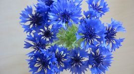 Timeline: Eesti presidendid