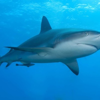 Timeline: Evolution of Sharks