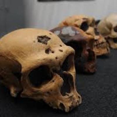 Timeline: Hominidos-timeline