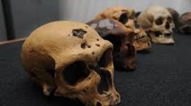 Timeline: Hominidos-timeline