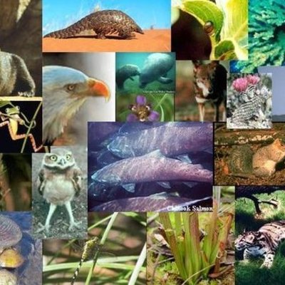 Timeline: Extinct animals