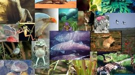 Timeline: Extinct animals