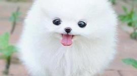 Timeline: samaria crawford life