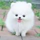 Cute white dog (1)