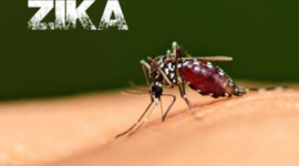 Timeline: Zika Vírus