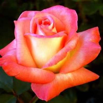 Timeline: Clara Barton