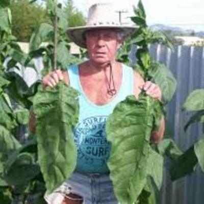 Timeline: Raising Tobacco in Eastern Kentucky