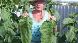 Timeline: Raising Tobacco in Eastern Kentucky