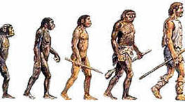 Timeline: Evolución homínidos