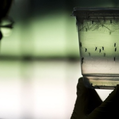 Timeline: O ZIKA VÍRUS