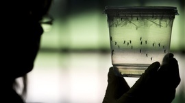 Timeline: O ZIKA VÍRUS