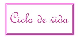 Timeline: Ciclo de vida - linha do tempo