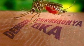 Timeline: Zika Vírus