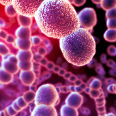 Timeline: Strep Throat History