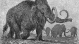 Timeline: Extinct animals