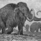 Mamont