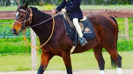 Timeline: Jazarah may's time line