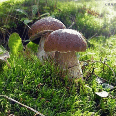 Timeline: праздники