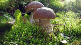 Timeline: праздники