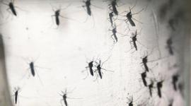 Timeline: Zika Vírus