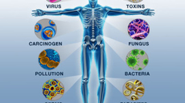 Timeline: Minute by minute Immune system response