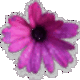 African daisy