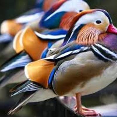 Timeline: World War 2