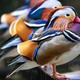 Mandarin duck