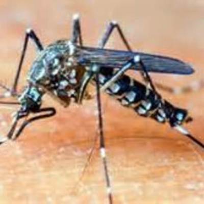 Timeline: Zika Vírus