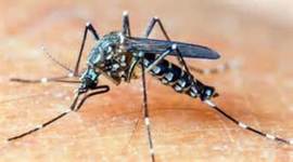 Timeline: Zika Vírus