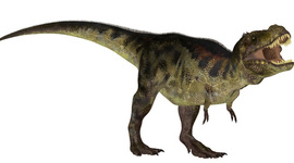 Timeline: Dino