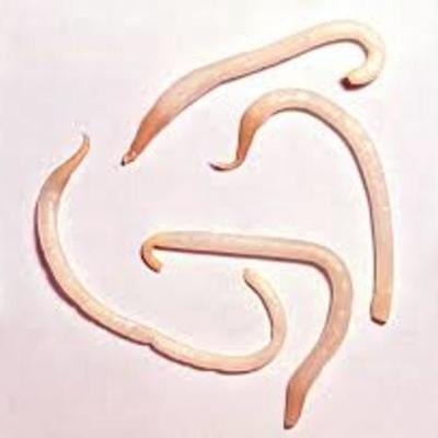 Timeline: Parasitologia