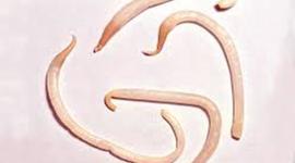 Timeline: Parasitologia